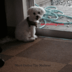A white dog sitting on the floor next to a window.
