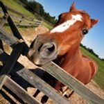 A horse is standing in the middle of a fence.