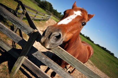 A horse is standing in the middle of a fence.