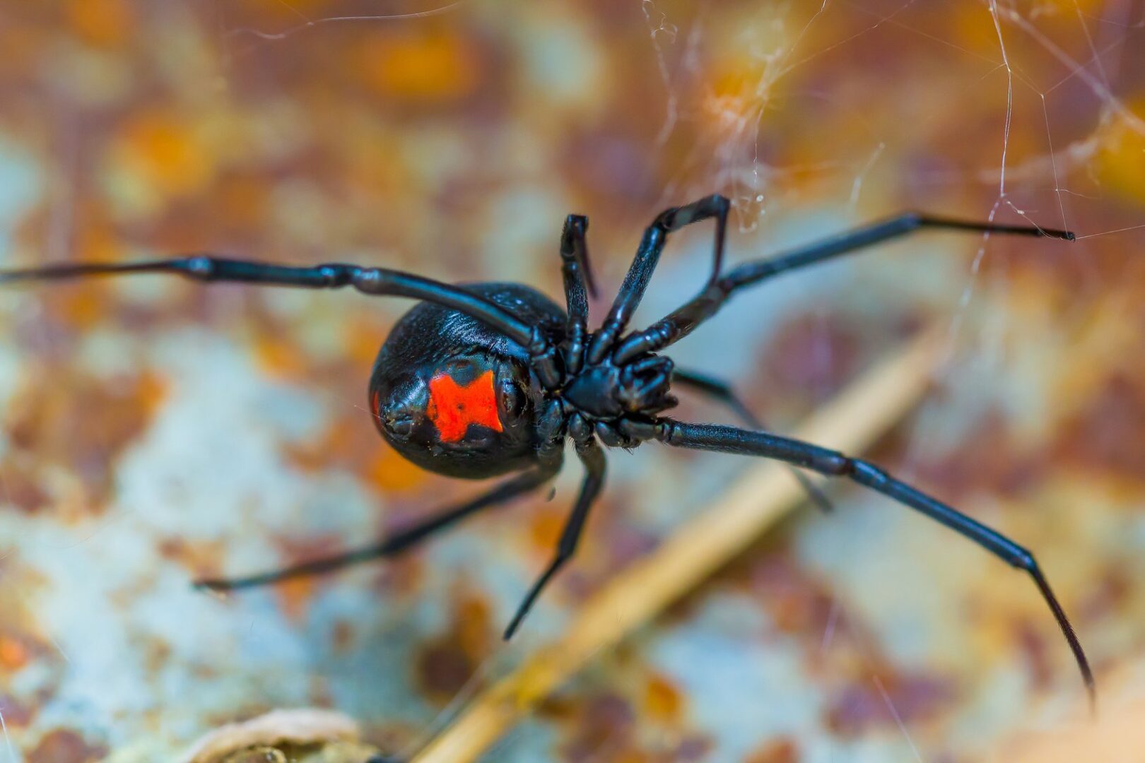 A black spider with red spots on it's back.