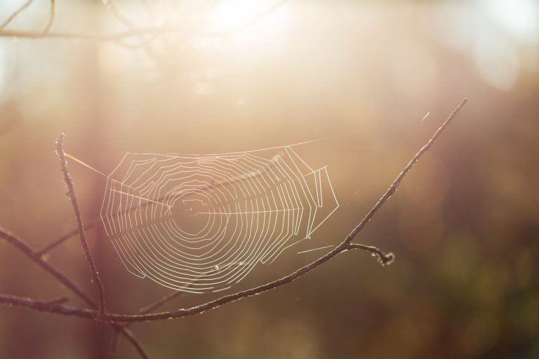 A spider web on a tree branch in the sun.