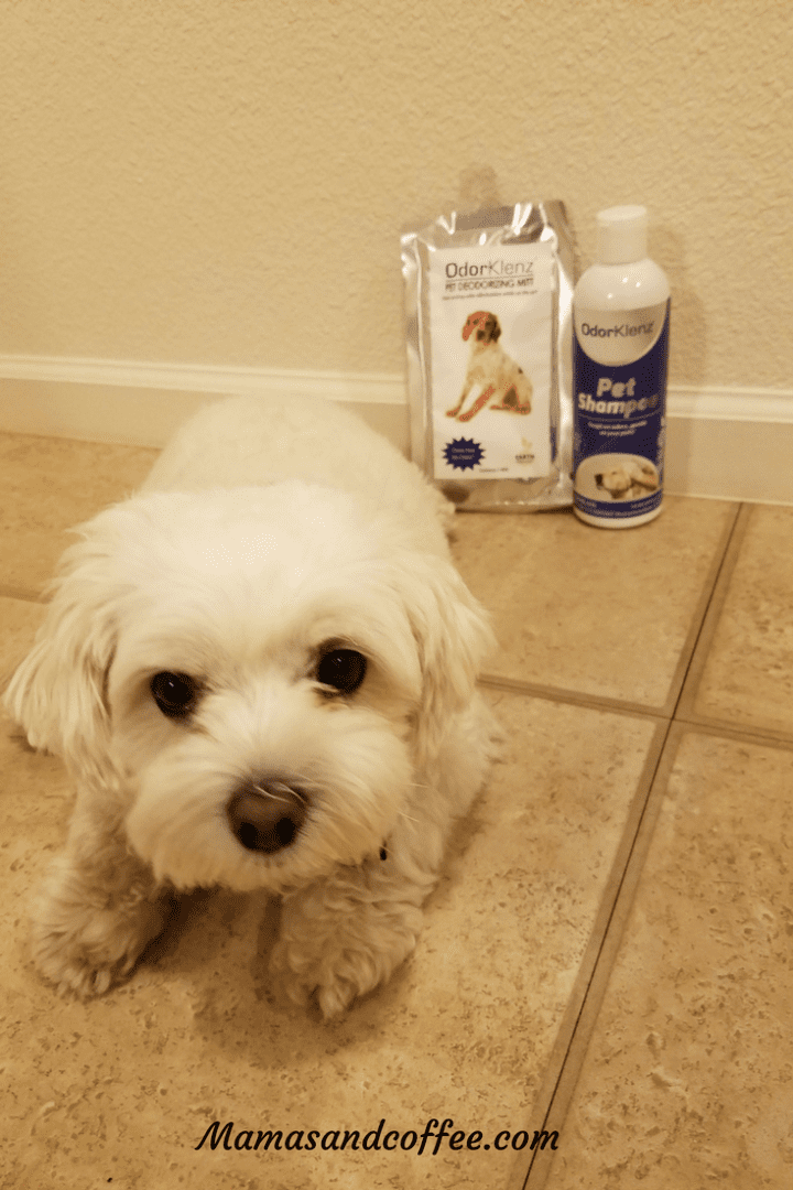 A white dog sitting on the floor next to a bottle of pet shampoo.