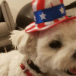 A dog wearing an american flag hat.