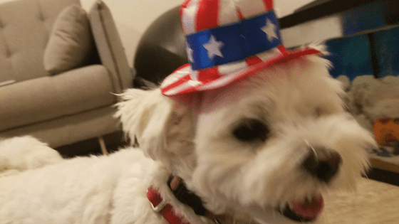A dog wearing an american flag hat.
