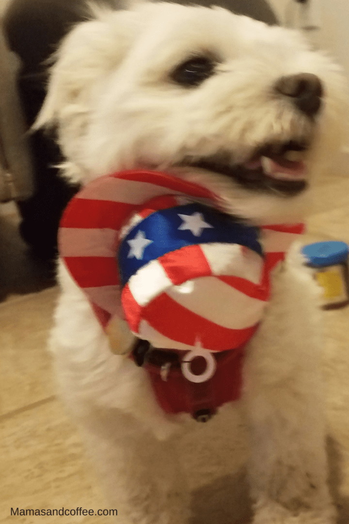 A dog wearing a patriotic hat and collar.