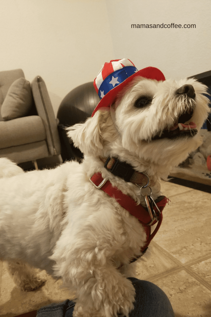 A white dog wearing an american flag hat.