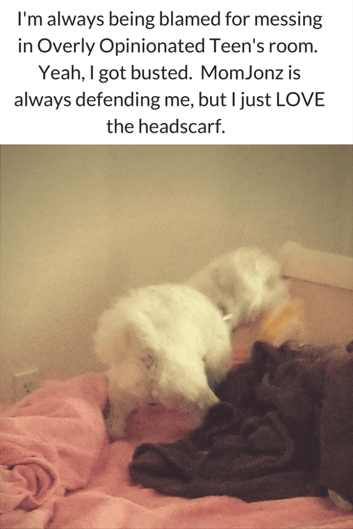 A white dog is laying on top of some blankets.