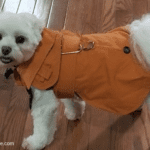 A small white dog wearing an orange coat.