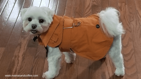 A small white dog wearing an orange coat.