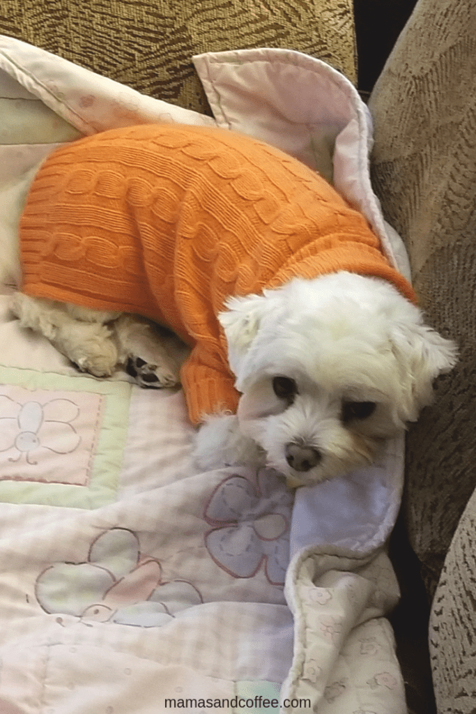 A white dog wearing an orange sweater on top of a bed.