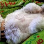 A white dog laying on top of a blanket.