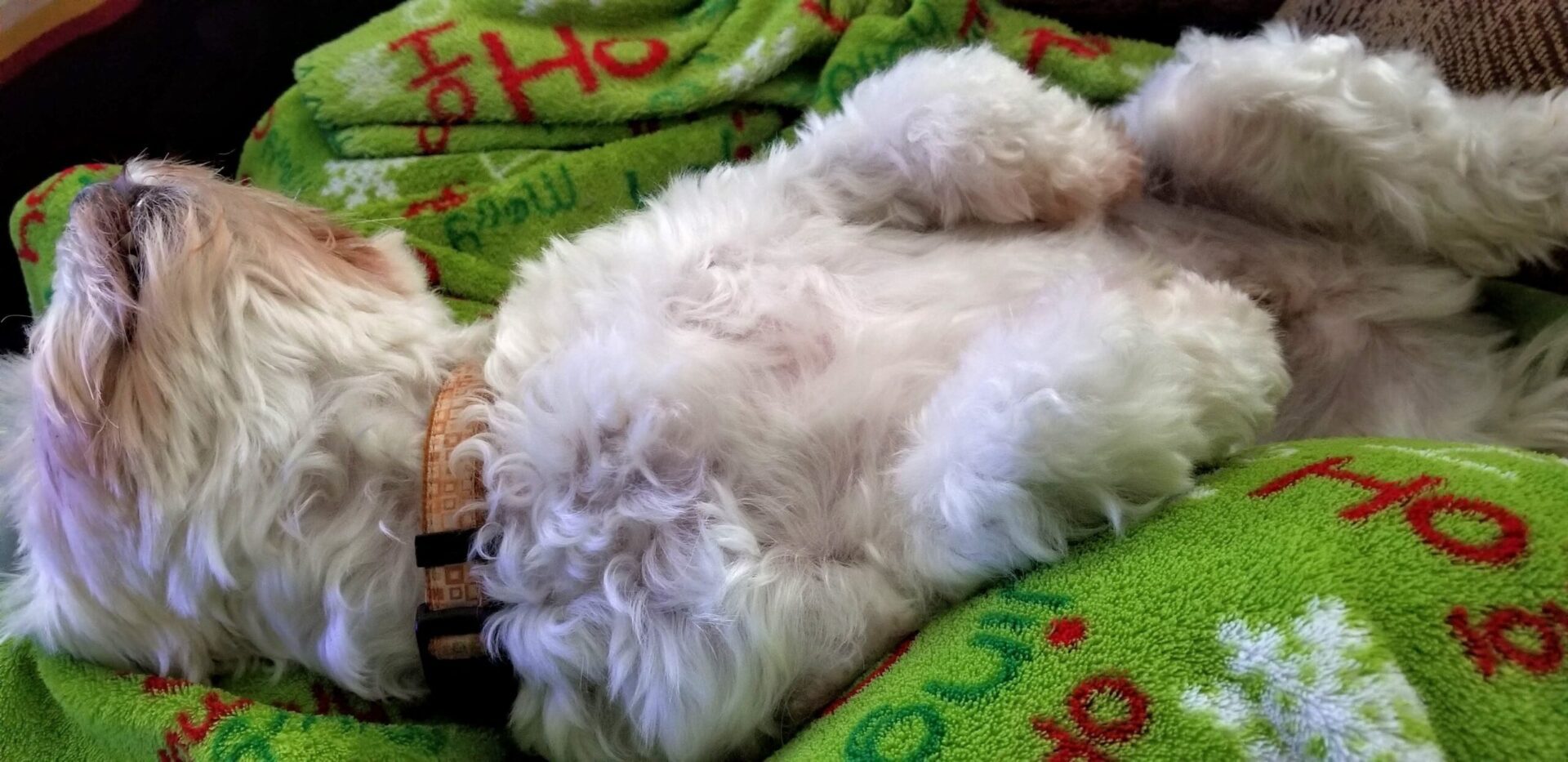 A white dog laying on top of a blanket.