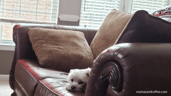 A small white dog laying on top of a brown couch.