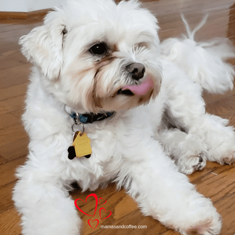 A white dog laying on the floor with its tongue hanging out.