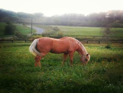 Summer Horseback Riding Camps Kids Love Near Fort Belvoir VA