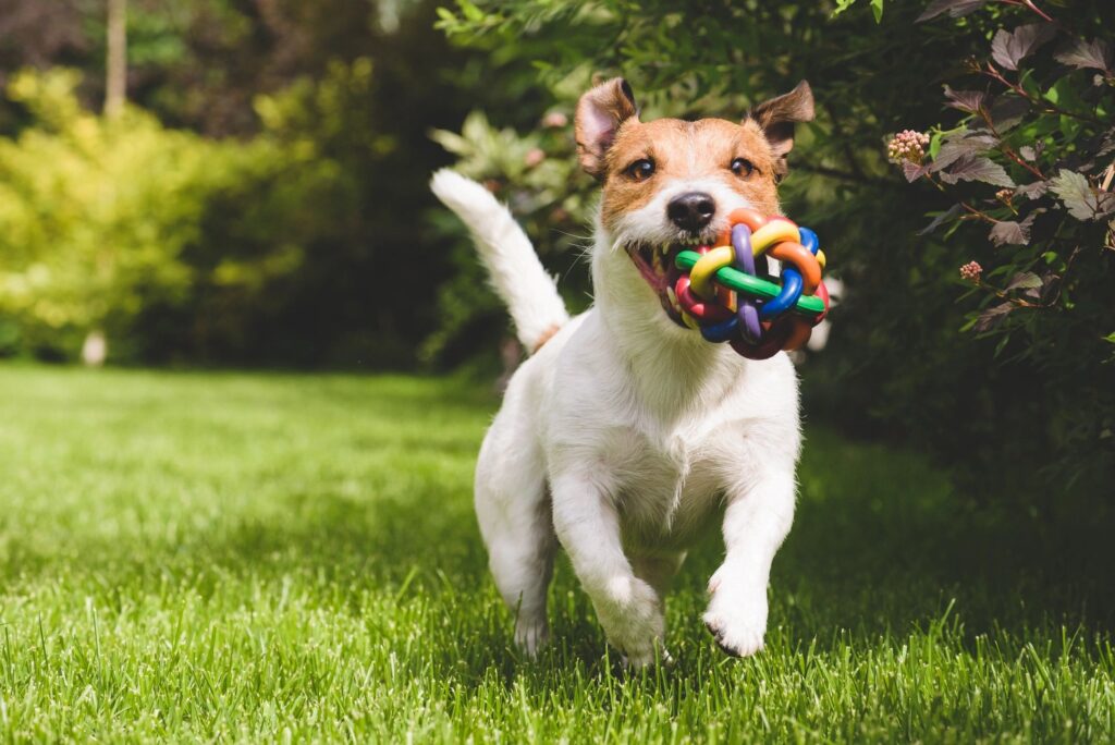 A dog running in the grass with a toy.