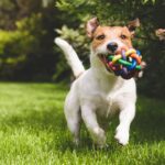 toys for small dogs
