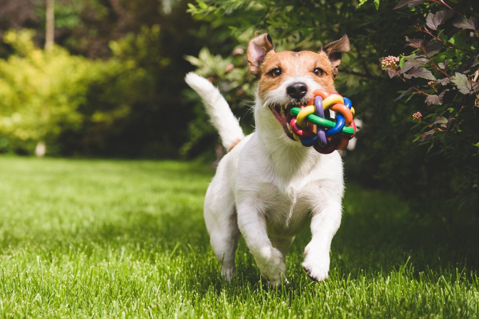 Top Dog Toys for Small Dogs: Keep Your Pup Entertained and Healthy